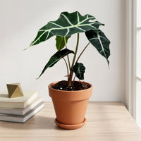 כד טרקוטה חום קוטר 15 + תחתית