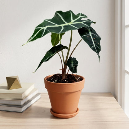 אלוקסיה פולי קוטר 12