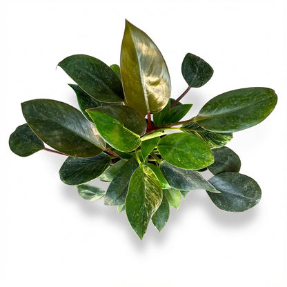 2-פילונדנדרון בירקין עציץ 12-nano.png.png