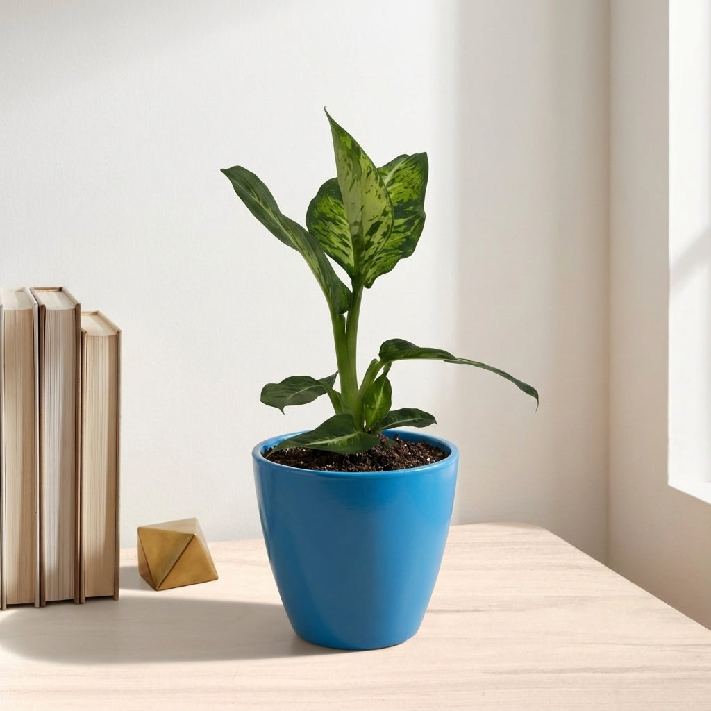 דיפנבכיה קומפקטה