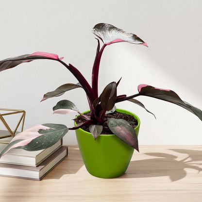 פילונדנדרון פינק פרינסס קוטר 12