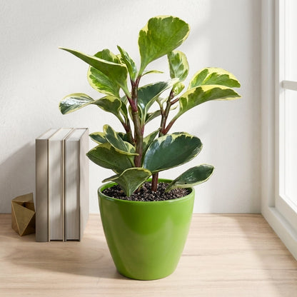 פפרומיה מגניפולה עציץ 12