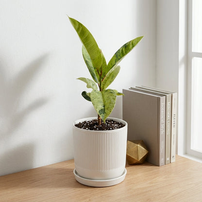 פיקוס מונשיין