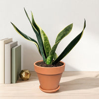 כד טרקוטה חום קוטר 15 + תחתית