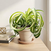 כד טרקוטה בהיר קוטר 16 + תחתית