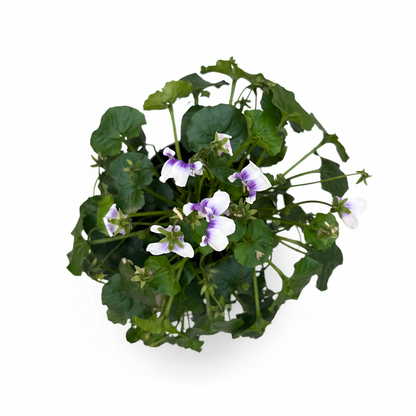 1-סיגלית אוסטרלית (רב שנתי)-nano.png.png