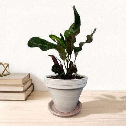 קרוטון מסולסל