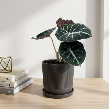 אלוקסיה בלק וולוט קוטר 12