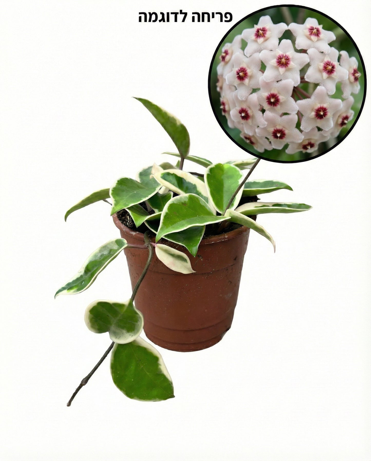 הויה מגוונת | בינוני-1-nan.png.png