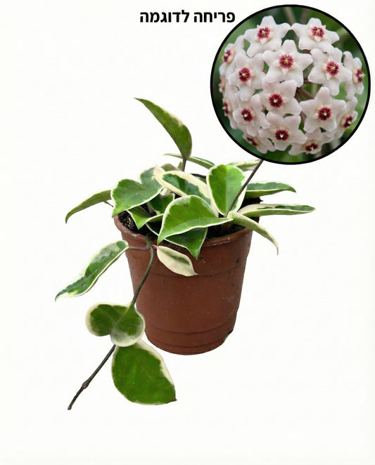 הויה מגוונת | בינוני-1-nan.png.png