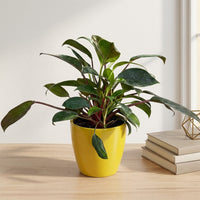 כד קרמיקה חלק צהוב קוטר 13