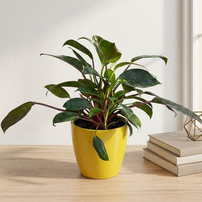 פילונדנדרון בירקין עציץ 12