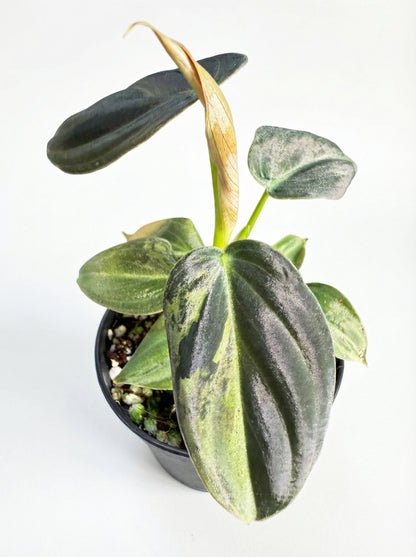 פילונדנדרון מלקוריזום מגוון | בייבי מבצע-2-nan.png.png