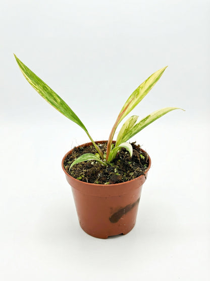 פילודנדרון כרמל מרבל | בייבי מבצע-1-nan.png.png