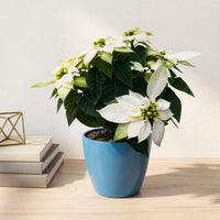 כד קרמיקה חלק כחול קוטר 13