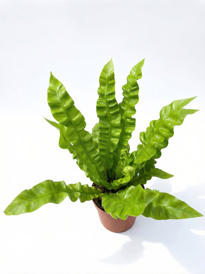 קן לציפור קריספי | בינוני-3-nan.png.png