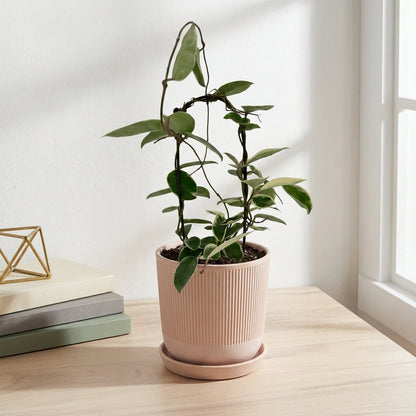 הויה מגוונת על קשת עציץ קוטר 12 ס״מ