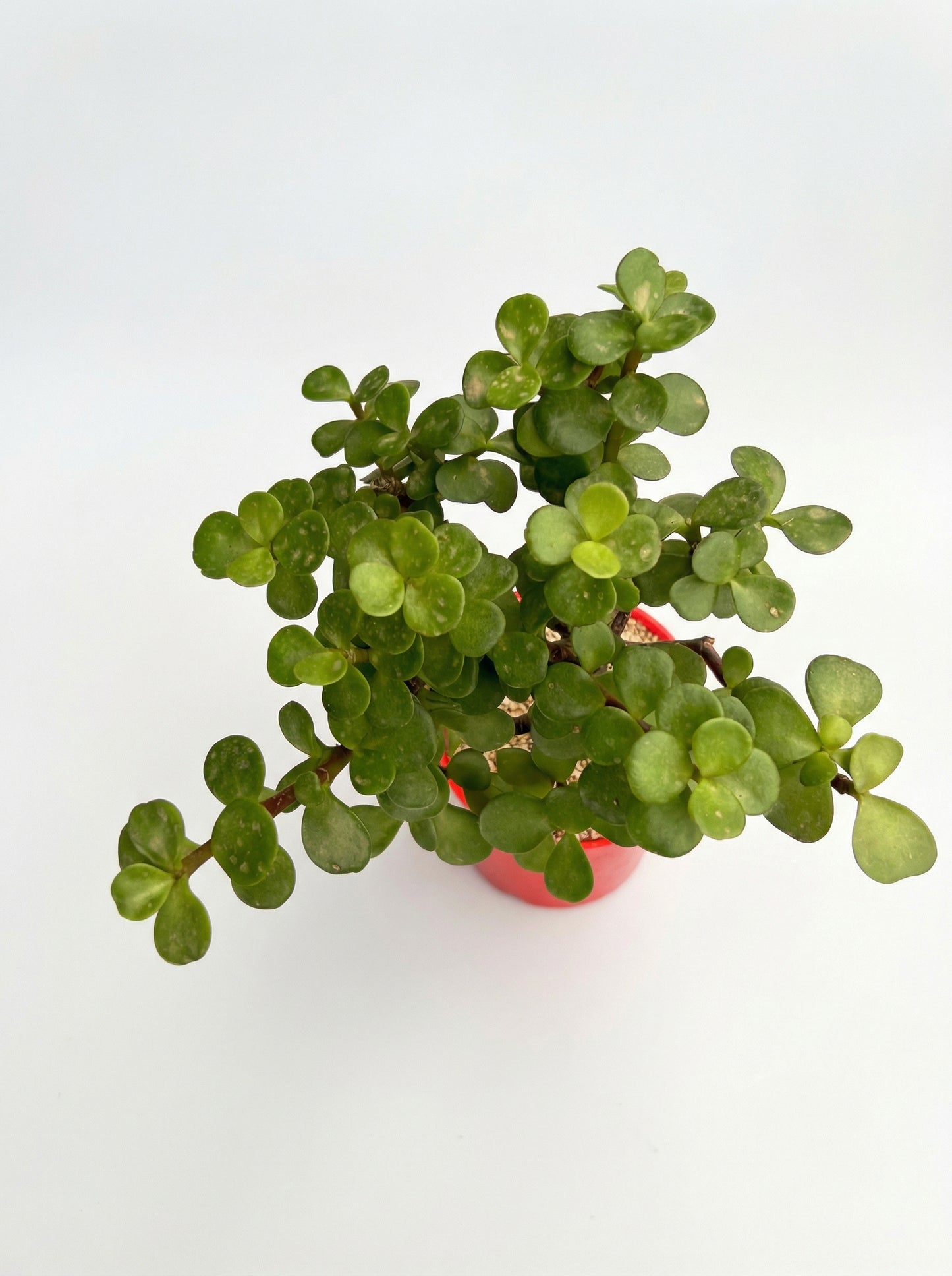 עץ הכסף | בינוני-2-nan.png.png