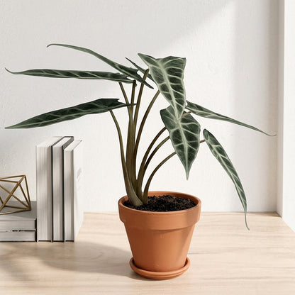 אלוקסיה במבינו