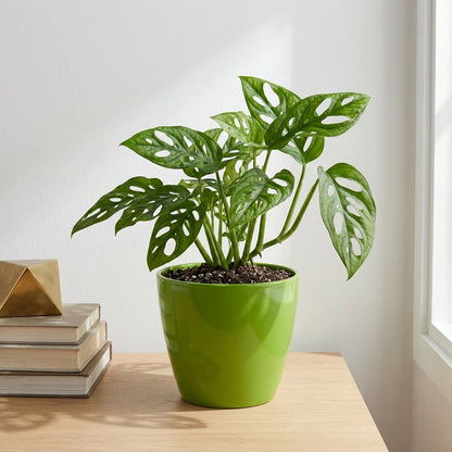 מונסטרה אדנסוניי