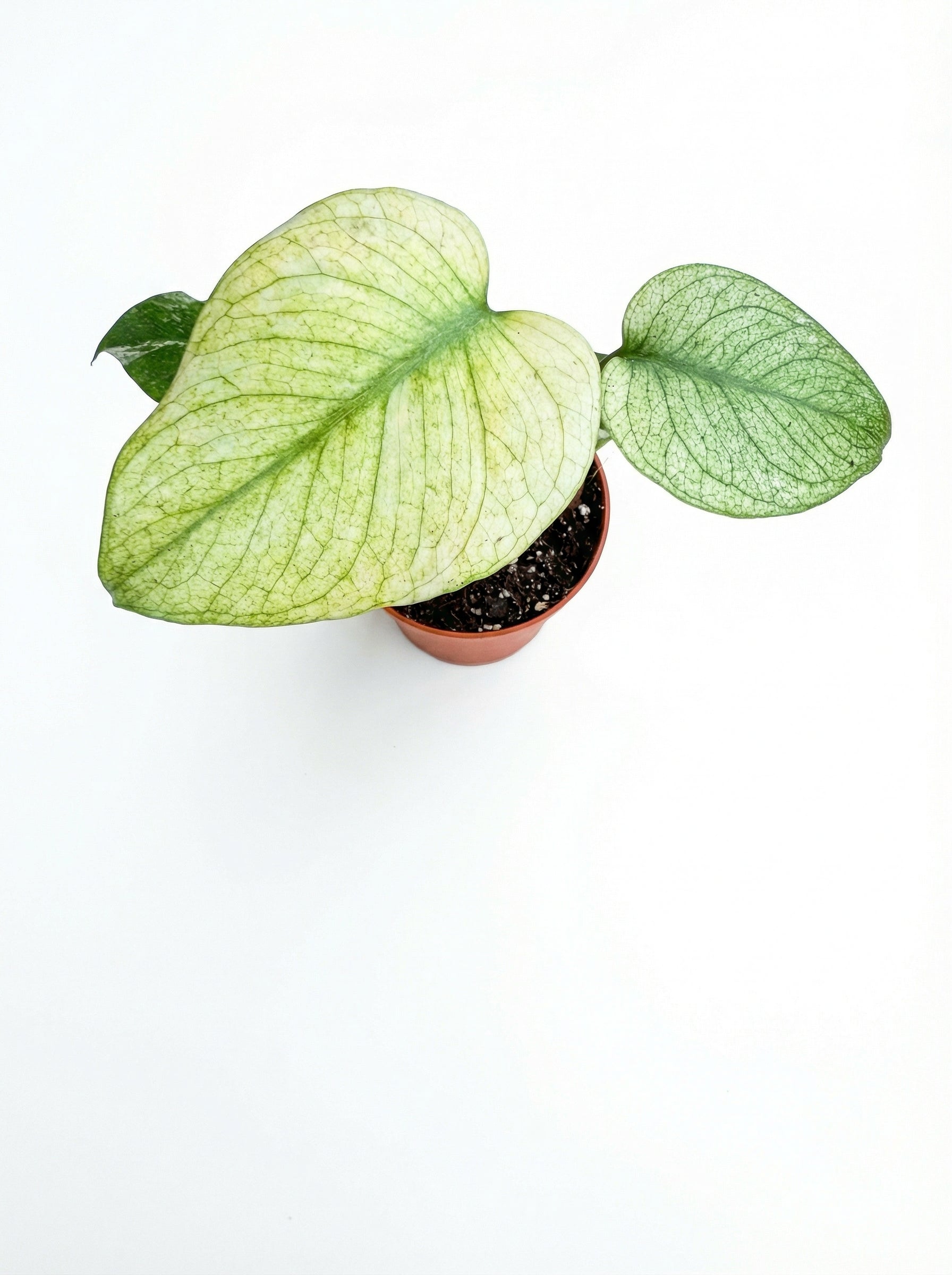 מונסטרה מינט | בייבי מבצע-2-nan.png.png