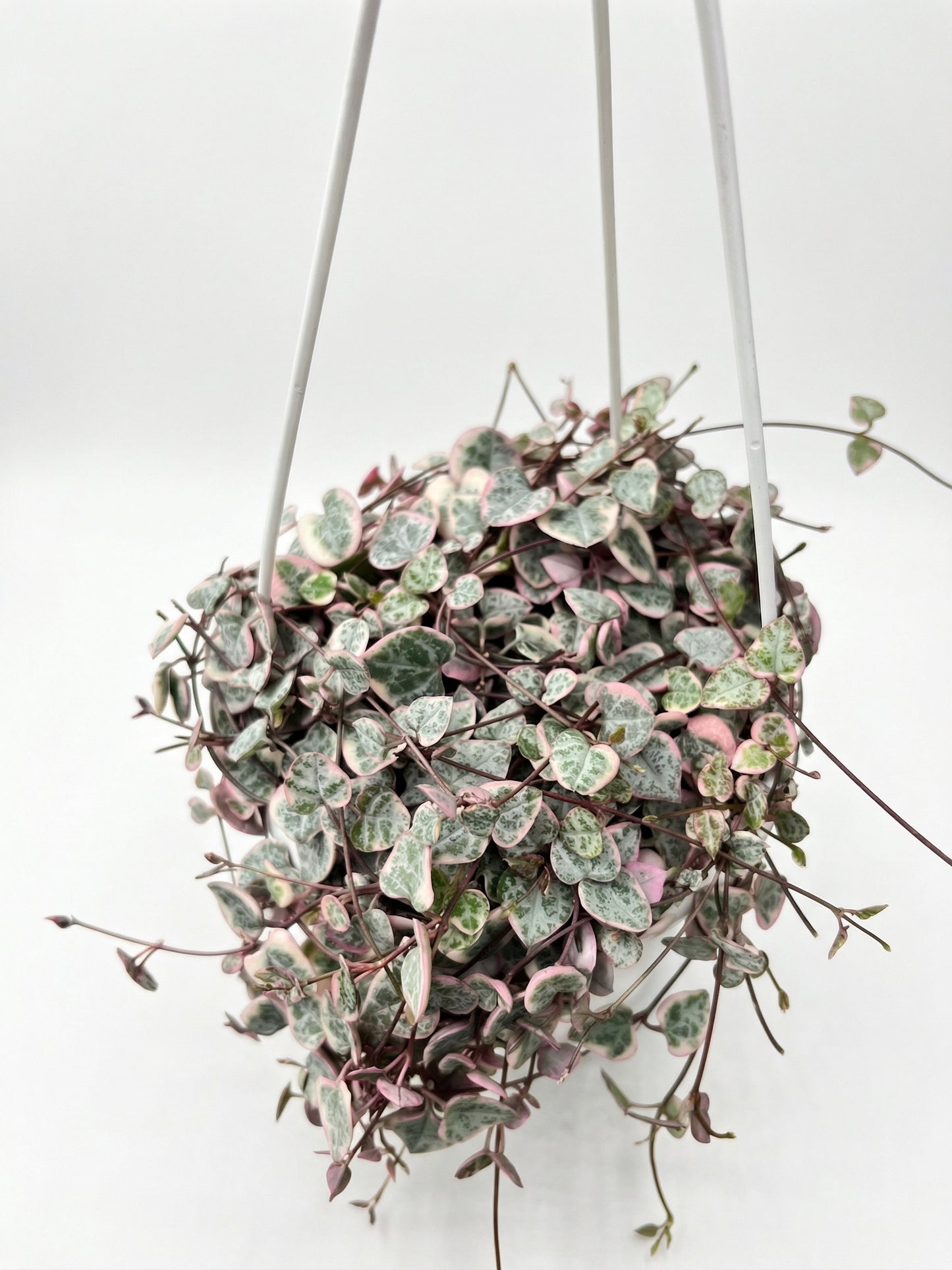 שעוונית מגוונת | בינוני-2-nan.png.png