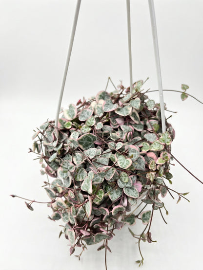 שעוונית מגוונת | בינוני-2-nan.png.png