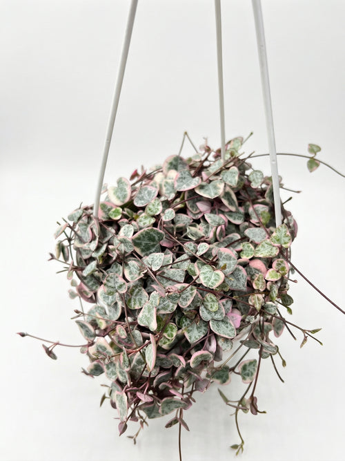 שעוונית מגוונת | בינוני-2-nan.png.png