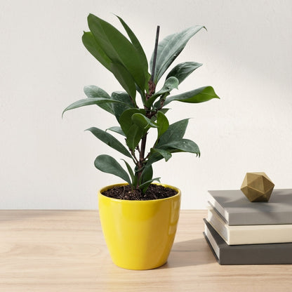 פיקוס בנגלי קוטר 12