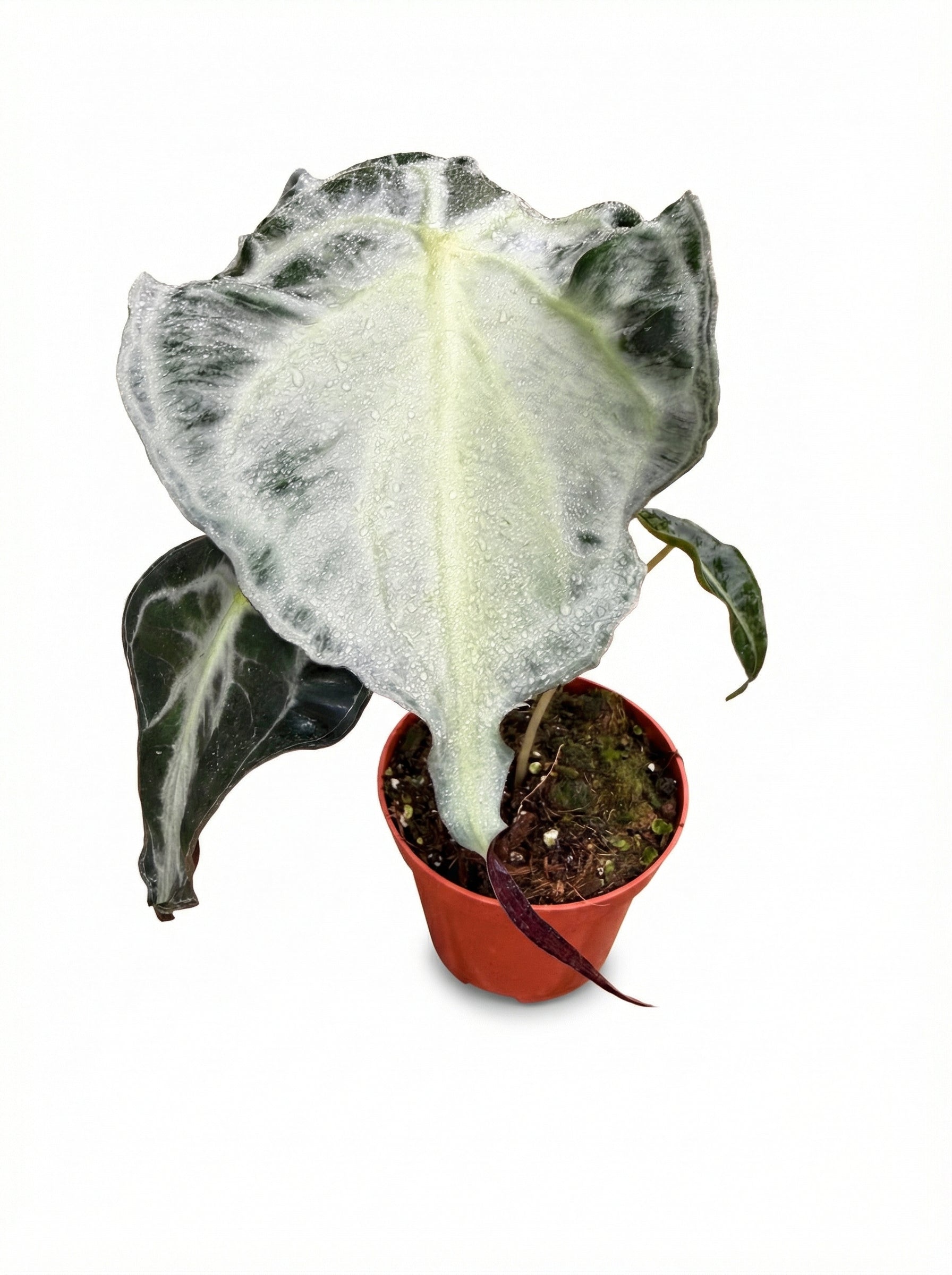 אלוקסיה ונום | בינוני מבצע-1-nan.png.png