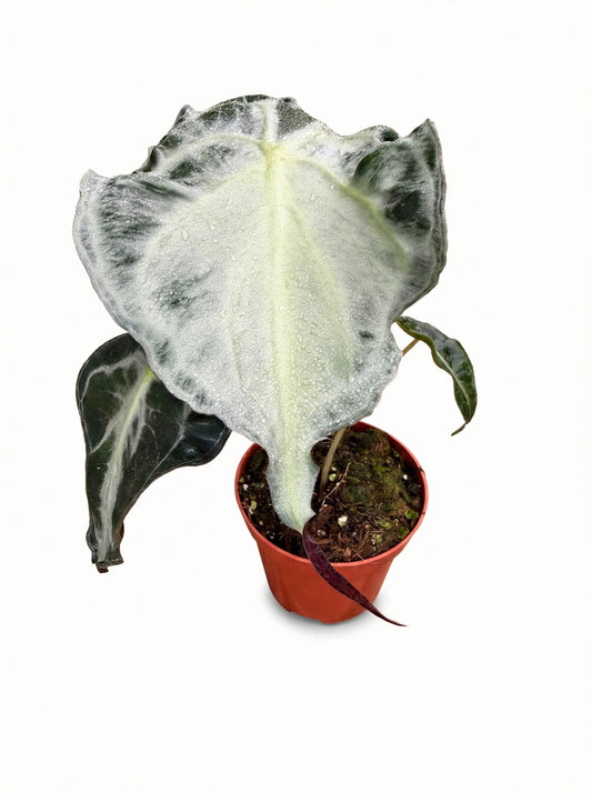 אלוקסיה ונום | בינוני מבצע-1-nan.png.png