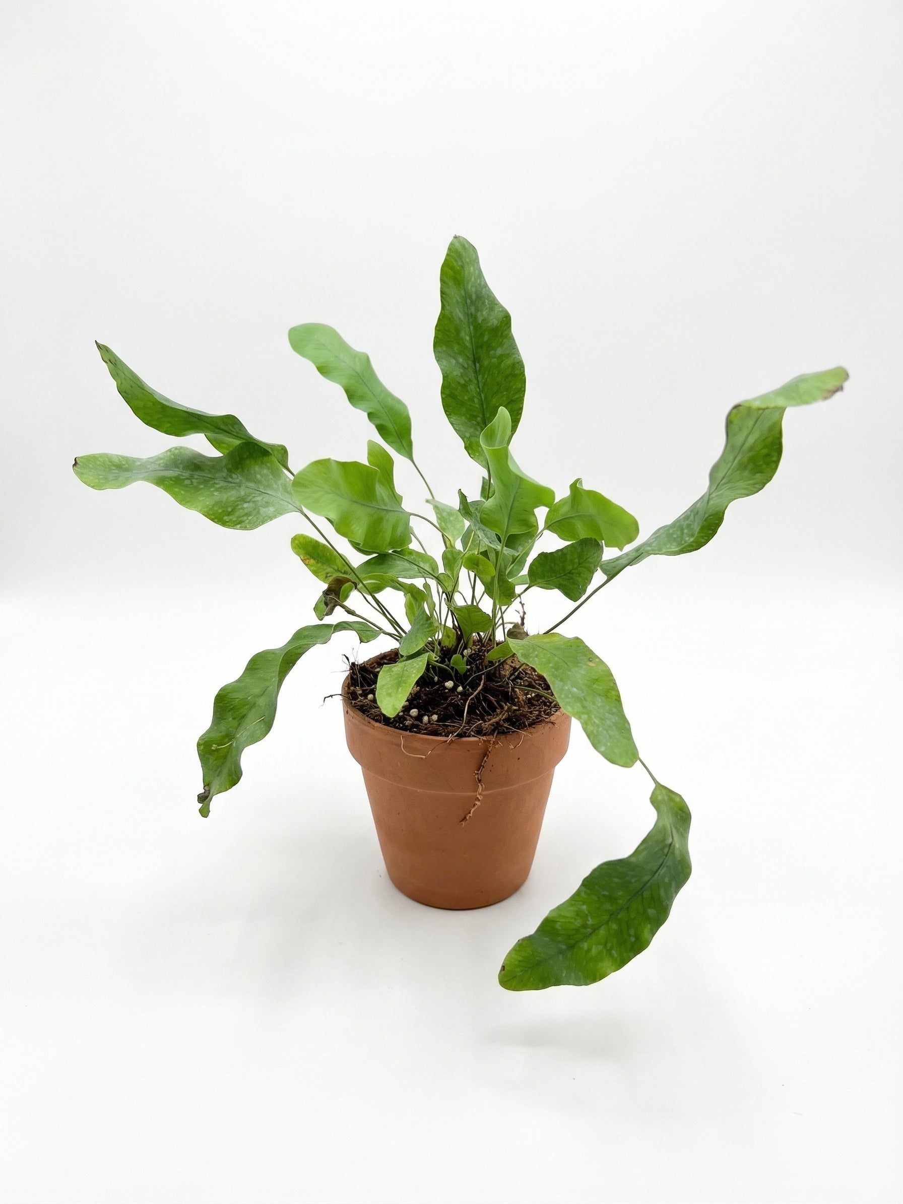 פלפודיום בלו סטאר | בייבי-2-nan.png.png