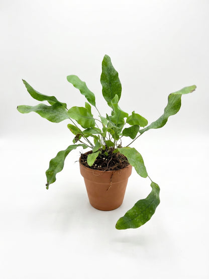 פלפודיום בלו סטאר | בייבי-2-nan.png.png