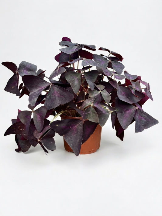 חמציץ | בינוני-1-nan.png.png