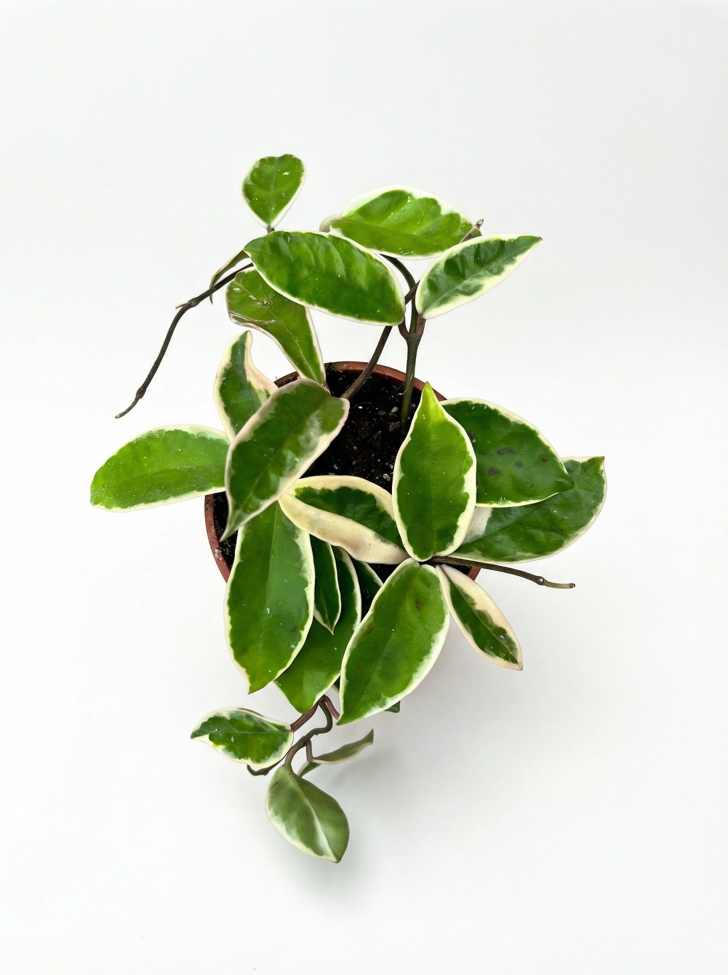 הויה מגוונת | בינוני-2-nan.png.png