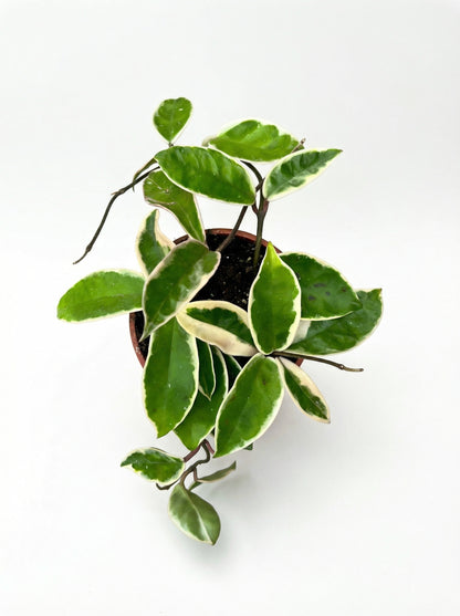 הויה מגוונת | בינוני-2-nan.png.png