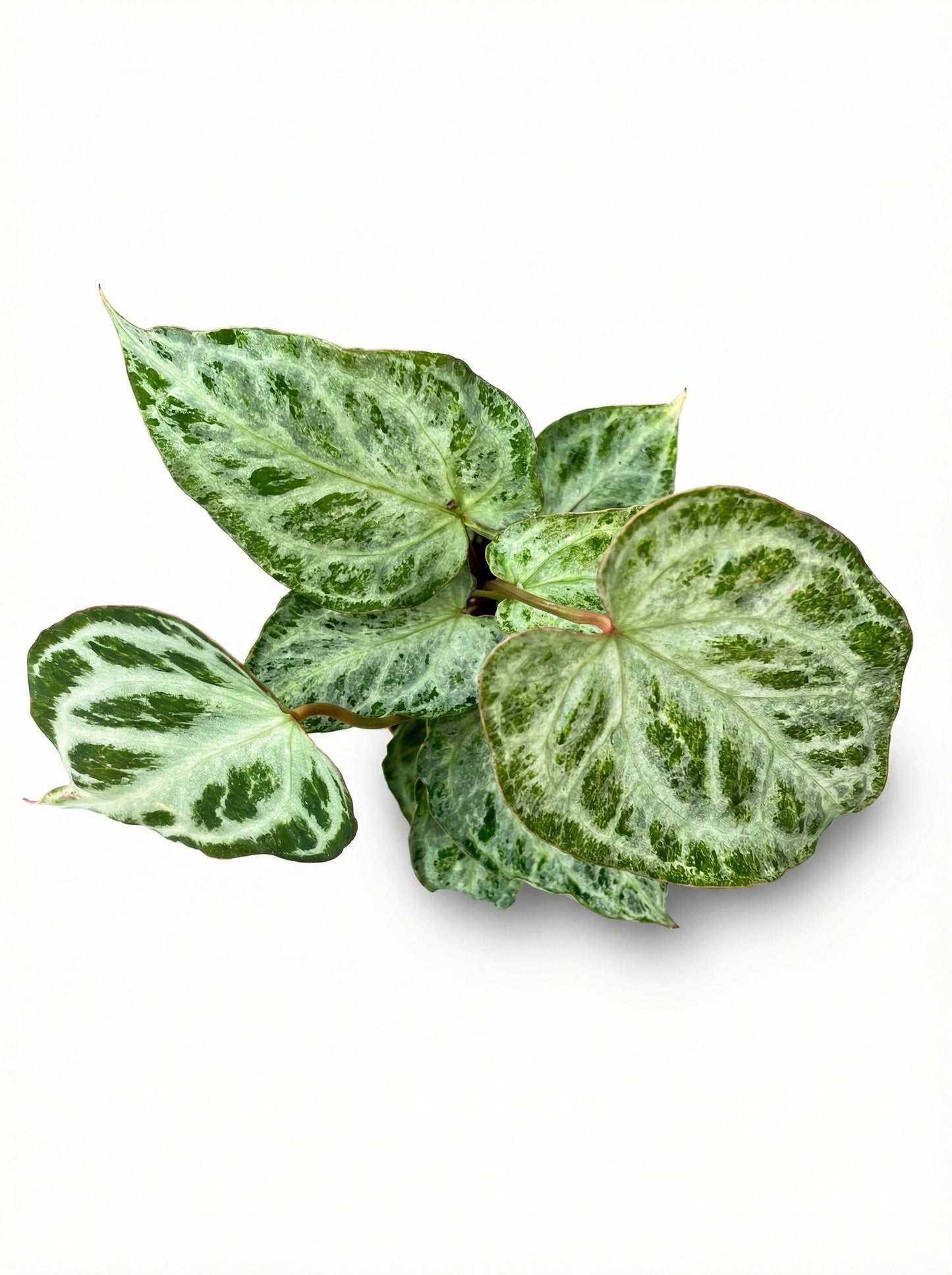 אנטוריום סילבר בלאש מינט | בינוני מבצע-2-nan.png.png