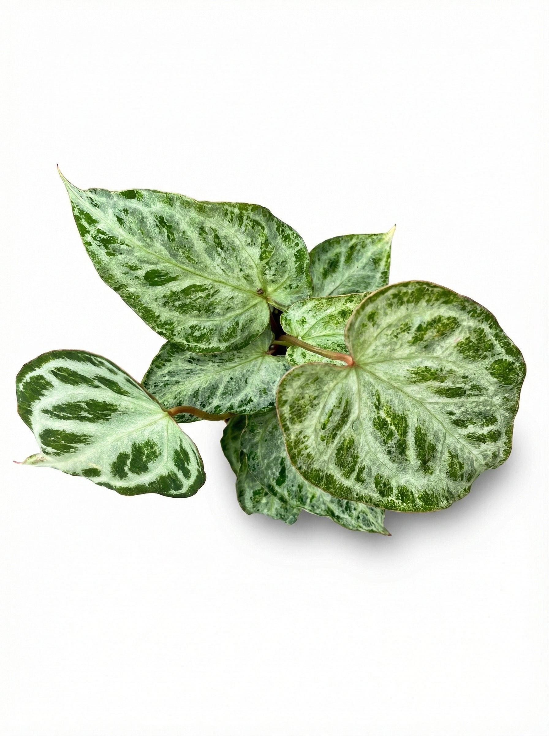 אנטוריום סילבר בלאש מינט | בינוני מבצע-2-nan.png.png