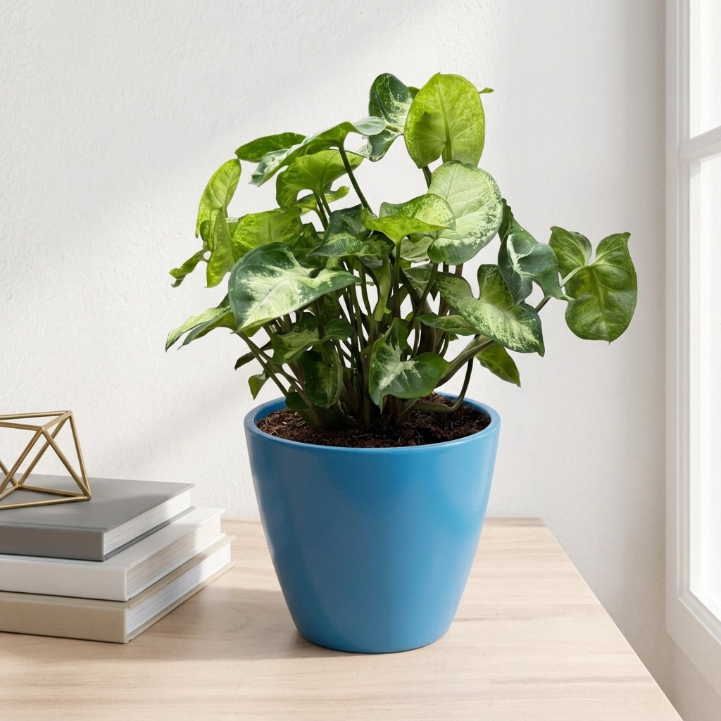 סינגוניום פיקס׳ קוטר 12