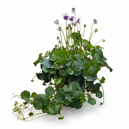 2-סיגלית אוסטרלית (רב שנתי)-nano.png.png