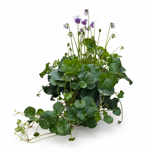 2-סיגלית אוסטרלית (רב שנתי)-nano.png.png