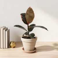 כד טרקוטה בהיר קוטר 16 + תחתית