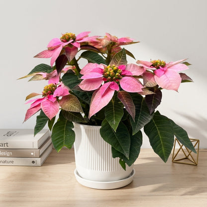 חלבלוב ורוד