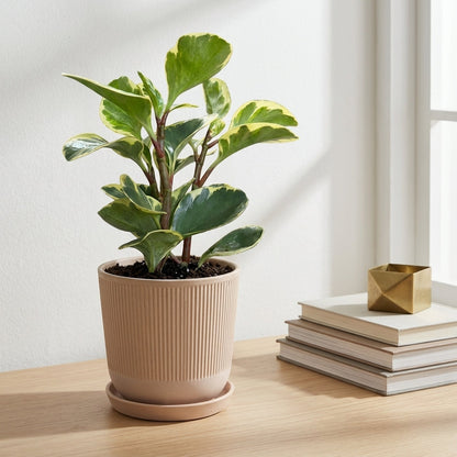 פפרומיה מגניפולה עציץ 12