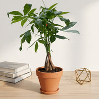 כד טרקוטה חום קוטר 15 + תחתית