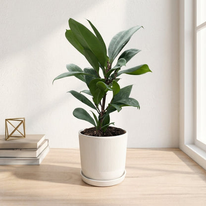 פיקוס בנגלי קוטר 12