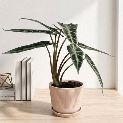 אלוקסיה במבינו