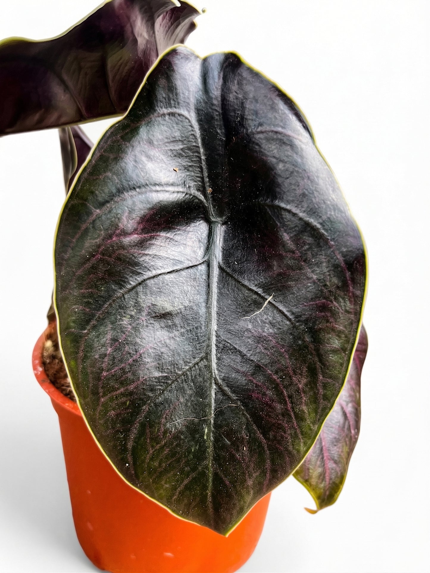 אלוקסיה אזלאני | בינוני-3-nan.png.png