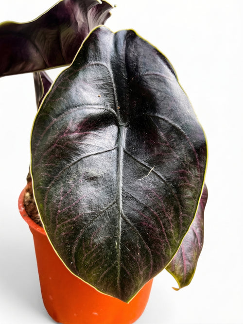 אלוקסיה אזלאני | בינוני-3-nan.png.png