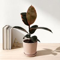 כד פסים שמנת קוטר 13 + תחתית